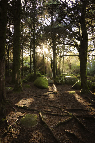 Bäume und Felsen im Wald, lizenzfreies Stockfoto