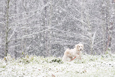 Hund läuft bei Schneefall auf einem Feld - CAVF58361