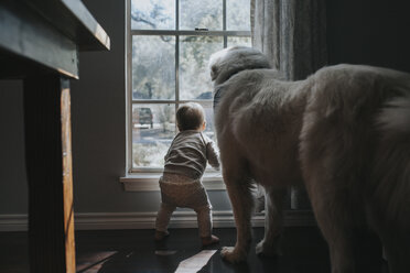 Rückansicht eines kleinen Mädchens und eines Großen Pyrenäenhundes, die durch das Fenster schauen, während sie zu Hause stehen - CAVF58362