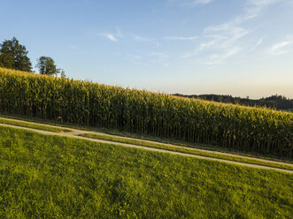 Germany, Bavaria, Passau region, cornfield - JUNF01531