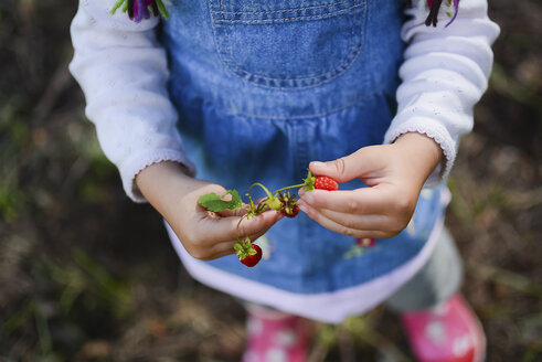 Hände eines kleinen Mädchens halten Walderdbeeren, Teilansicht - PSIF00174