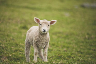 Portrait of lamb on field - CAVF58451