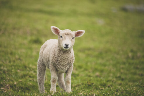 Porträt eines Lamms auf einem Feld - CAVF58451
