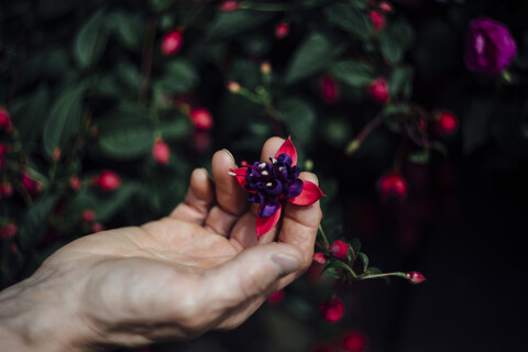 Abgeschnittene Hand einer reifen Frau, die Blumen im Gewächshaus berührt, lizenzfreies Stockfoto