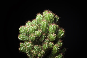 Nahaufnahme eines Kaktus vor schwarzem Hintergrund - CAVF58538