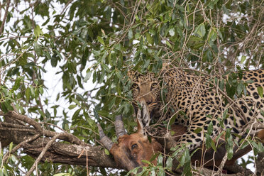 Leopard mit totem Topi inmitten von Ästen auf einem Baum - CAVF58562