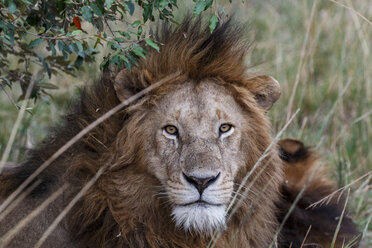 Porträt eines Löwen auf einem Feld - CAVF58563