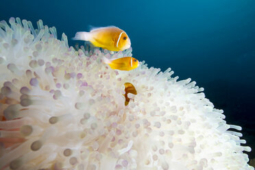 Pink anemonefish (amphiprion perideraion) swimming by magnificent sea anemone - CAVF58564