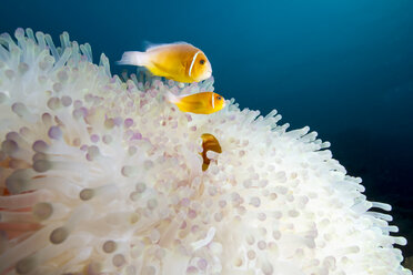 Rosa Anemonenfisch (Amphiprion perideraion) schwimmt bei einer prächtigen Seeanemone - CAVF58564