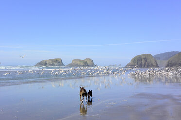 Rückansicht von Hunden laufen, während Vögel fliegen am Strand gegen blauen Himmel - CAVF58608