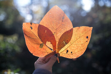 Cropped image of hand holding orange leaves - CAVF58623