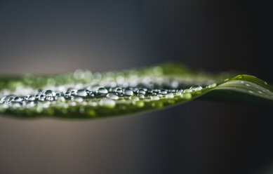 Close-up of wet leaf during rainy season - CAVF58628