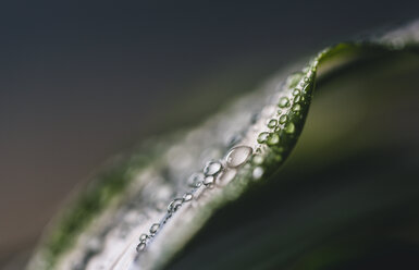 Close-up of wet leaf during rainy season - CAVF58629