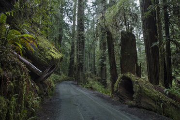 Straße inmitten von Bäumen im Jedediah Smith Redwoods State Park - CAVF58635