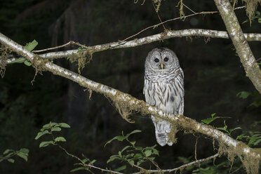 Portrait of owl perching on branch in forest at Olympic National Park - CAVF58641