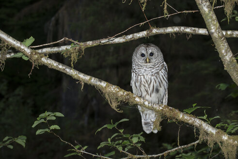 Porträt einer Eule auf einem Ast im Wald im Olympic National Park - CAVF58641