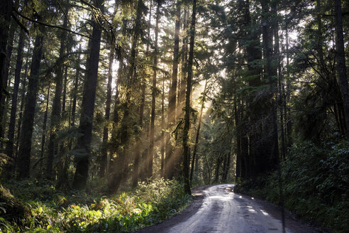 Leere Straße inmitten von Bäumen im Redwood National und State Park - CAVF58851
