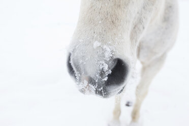 Nahaufnahme von Schnee auf der Schnauze eines Pferdes - CAVF58910