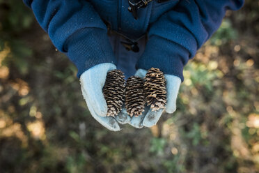 Cropped hands of girl wearing gloves while holding pine cones at farm - CAVF58916