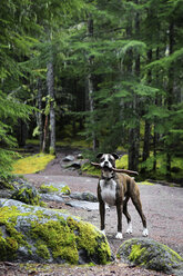 Porträt eines Boxers, der einen Stock im Maul trägt, während er im Wald steht - CAVF58937