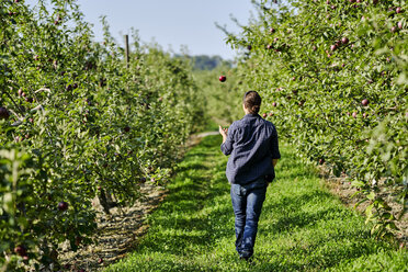 Rückansicht eines Landwirts, der auf einer Wiese im Obstgarten spazieren geht - CAVF58944