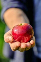 Mittelteil eines Landwirts, der einen Apfel hält, während er in einem Obstgarten steht - CAVF58945