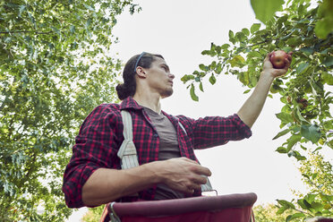 Low angle view of farmer picking apples while standing against clear sky at orchard - CAVF58946