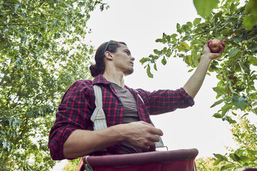 Niedriger Blickwinkel des Landwirts, der Äpfel pflückt, während er gegen den klaren Himmel im Obstgarten steht - CAVF58946