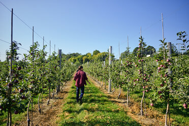 Rückansicht eines Landwirts, der auf einem grasbewachsenen Feld in einem Obstgarten spazieren geht, gegen einen klaren blauen Himmel - CAVF58948