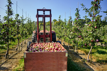Äpfel in einem Traktoranhänger gegen den klaren Himmel auf einer Obstplantage - CAVF58949