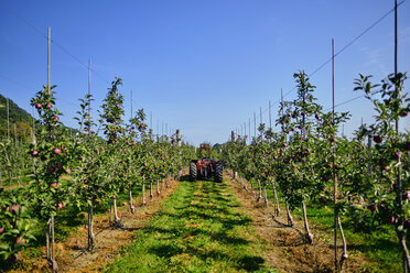 Traktor auf dem Feld gegen den klaren Himmel im Obstgarten - CAVF58951