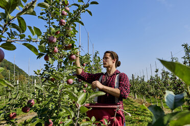 Männlicher Landwirt beim Pflücken von Äpfeln gegen den klaren Himmel im Obstgarten stehend - CAVF58953