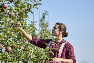 Landwirt pflückt Äpfel gegen den klaren Himmel im Obstgarten - CAVF58954