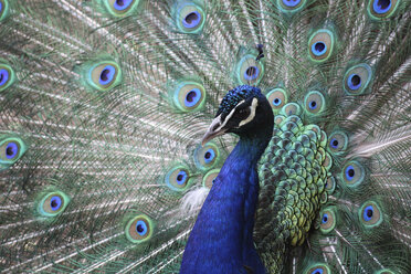 Close-Up of peacock with fanned feathers - CAVF58958