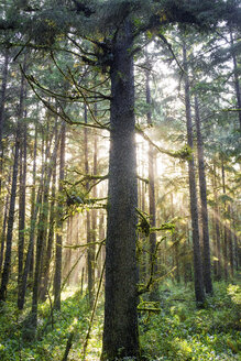 Bäume und Pflanzen, die in Redwood National- und Staatsparks wachsen - CAVF58984