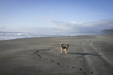 Dog standing at beach against sky during sunset at Redwood National and State Parks - CAVF58985