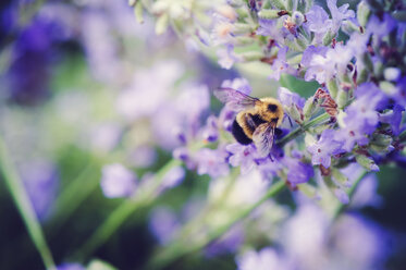 Nahaufnahme einer Biene bei der Bestäubung einer Blüte - CAVF59072