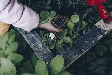 Abgeschnittene Hand eines Mädchens, das Pflanzen im Garten pflückt - CAVF59090