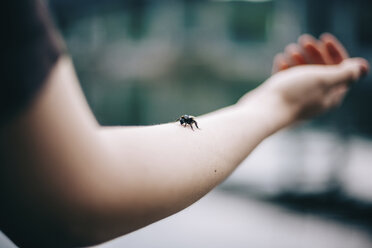 Cropped image of man with bumblebee on his arm - CAVF59092