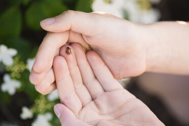 Cropped hands of girl holding ladybug at park - CAVF59095