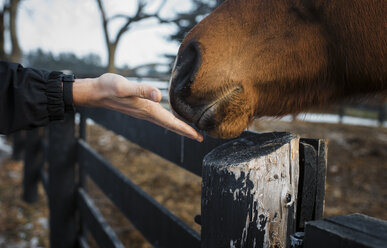 Abgeschnittene Hand einer Frau, die die Nase eines Pferdes im Stall berührt - CAVF59180