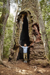 Chile, Puren, Nahuelbuta National Park, boy standing inside an old Araucaria tree - SSCF00133