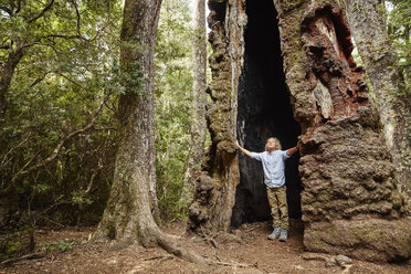 Chile, Puren, Nahuelbuta National Park, boy standing inside an old Araucaria tree - SSCF00134