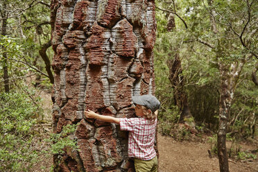 Chile, Puren, Nahuelbuta National Park, boy embracing an old Araucaria tree - SSCF00135