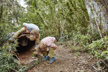 Chile, Puren, Nahuelbuta National Park, two boys looking into an old hollow tree - SSCF00138