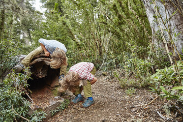 Chile, Puren, Nahuelbuta National Park, zwei Jungen schauen in einen alten hohlen Baum - SSCF00138