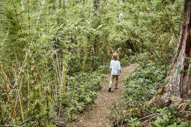 Chile, Puren, Nahuelbuta National Park, boy walking on path through forest - SSCF00139