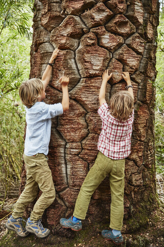 Chile, Puren, Nahuelbuta National Park, zwei Jungen klettern an einem alten Araukarienbaum, lizenzfreies Stockfoto