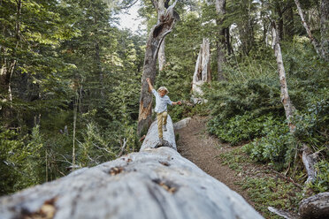 Chile, Puren, Nahuelbuta National Park, boy balancing on a tree trunk in forest - SSCF00146