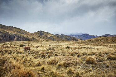 Chile, Valle Chacabuco, Parque Nacional Patagonia, Steppenlandschaft bei Paso Hondo mit Vicunas im Hintergrund - SSCF00248